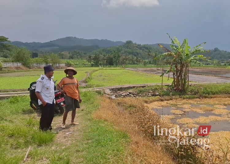 Kepala Desa Pabelan dan petani tengah memperlihatkan salah satu lahan persawahan yang rusak akibat serangan hama tikus di Desa Pabelan, Kecamatan Pabelan, Kabupaten Semarang, pada Rabu, 16 April 2025. (Hesty Imaniar/Lingkarjateng.id)