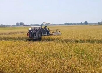 MEMANEN: Operator alat pertanian sedang memanen padi menggunakan combine harvester di Desa Tendas, Kecamatan Tayu, Kabupaten Pati pada Senin, 7 April 2025. (Mutia Parasti/Lingkarjateng.id)