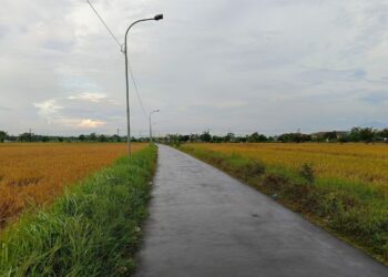 MENUA: Tanaman padi di wilayah Tirto, Kota Pekalongan yang mulai rebah akibat usia tanam yang melewati masa ideal panen, Jumat, 4 April 2025. (Fahri Akbar/Lingkarjateng.id)