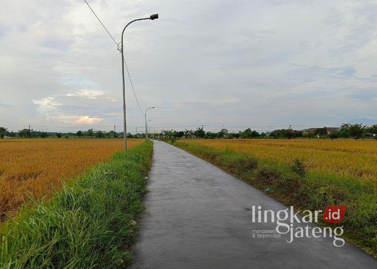 MENUA: Tanaman padi di wilayah Tirto, Kota Pekalongan yang mulai rebah akibat usia tanam yang melewati masa ideal panen, Jumat, 4 April 2025. (Fahri Akbar/Lingkarjateng.id)