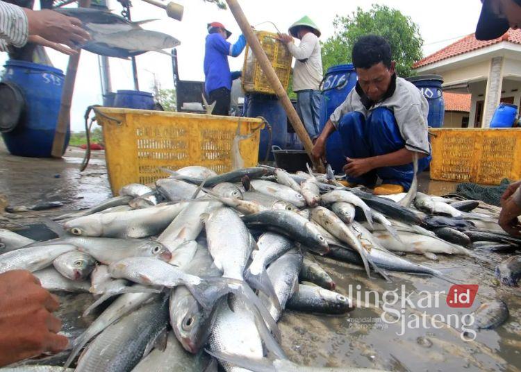 ILUSTRASI: Petambak mengumpulkan ikan bandeng hasil panen. (Antara/Lingkarjateng.id)