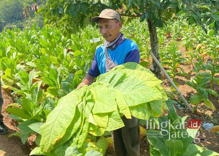 Seorang petani menunjukkan hasil tembakau di Lahan Tembakau Menawan, Kudus. (Mohammad Fahtur Rohman/Lingkarjateng.id)