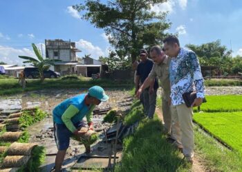 MENINJAU: Jajaran Komisi B Dewan Perwakilan Rakyat Daerah (DPRD) Kabupaten Pati meninjau ke Pusat Persemaian Padi Modern di Dukuh Randu, Desa Kutoharjo, pada Senin, 5 Mei 2025. (Setyo Nugroho/Lingkarjateng.id)