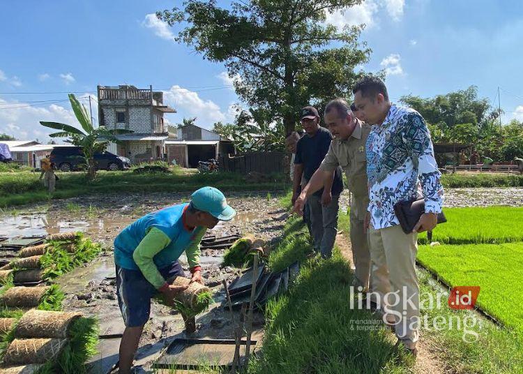 Komisi B DPRD Pati Temui Inovator Penanaman Padi Modern di Kutoharjo 25 MENINJAU: Jajaran Komisi B Dewan Perwakilan Rakyat Daerah (DPRD) Kabupaten Pati meninjau ke Pusat Persemaian Padi Modern di Dukuh Randu, Desa Kutoharjo, pada Senin, 5 Mei 2025. (Setyo Nugroho/Lingkarjateng.id)