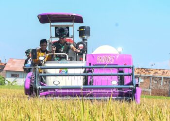 Pangdam IV/Diponegoro, Mayjen TNI Deddy Suryadi, memanen padi biosalin dengan combine harvester di Kelurahan Degayu, Kecamatan Pekalongan Utara, Kota Pekalongan, pada Rabu, 14 Mei 2025. (Dok. HMS/Lingkarjateng.id)