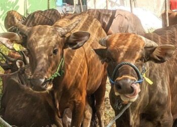 Salatiga jadi kota perlintasan hewan kurban. (Antara/Lingkarjateng.id)