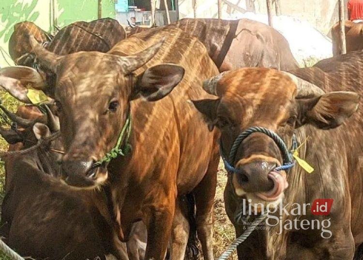 Cegah Penyebaran Penyakit, Salatiga Dirikan Posko Pemeriksaan Hewan Kurban 25 Salatiga jadi kota perlintasan hewan kurban. (Antara/Lingkarjateng.id)