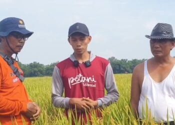 Petani asal Jetak, Kecamatan Pucakwangi, Kabupaten Pati menceritakan keberhasilannya menghasilkan ubinan padi yang mencapai 11,8 per hektar pada musim tanam (MT) ll 2025. (BPP Kecamatan Pucakwangi)