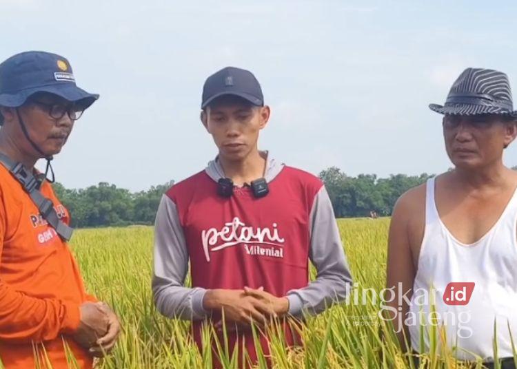 Kalahkan Tambakromo, Hasil Ubinan Padi di Pucakwangi Pati 11,8 Ton Per Hektare 25 Petani asal Jetak, Kecamatan Pucakwangi, Kabupaten Pati menceritakan keberhasilannya menghasilkan ubinan padi yang mencapai 11,8 per hektar pada musim tanam (MT) ll 2025. (BPP Kecamatan Pucakwangi)