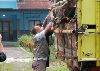 Petugas DKPP Kabupaten Pekalongan memindai barcode identitas pada sapi qurban yang telah diverifikasi kesehatannya di halaman BPP Karanganyar, Jumat, 23 Mei 2025. (Fahri Akbar/Lingkarjateng.id)