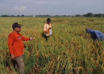 Petugas penyuluh pertanian (PPL) hendak melakukan pengubinan padi di lahan milik Suwarno, petani asal Desa Mangunrekso, Kecamatan Tambakromo, Kabupaten Pati, pada Kamis, (22/5/2025). (PPL Tambakromo Pati/Lingkarjateng.id)