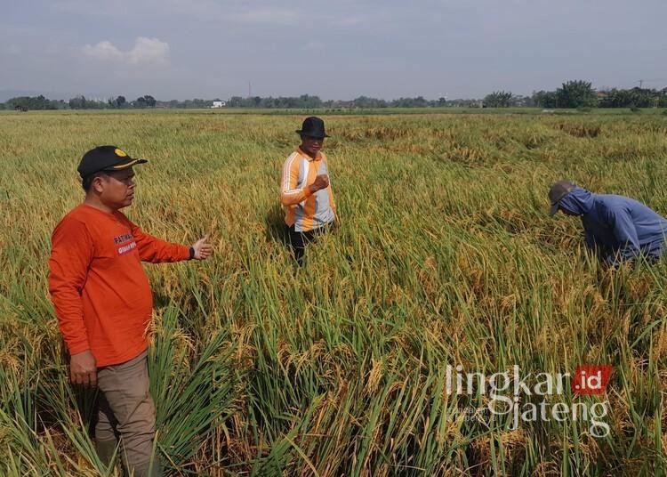 Rahasia Petani di Tambakromo Pati Sukses Panen Padi 10 Ton Per Hektare 25 Petugas penyuluh pertanian (PPL) hendak melakukan pengubinan padi di lahan milik Suwarno, petani asal Desa Mangunrekso, Kecamatan Tambakromo, Kabupaten Pati, pada Kamis, (22/5/2025). (PPL Tambakromo Pati/Lingkarjateng.id)