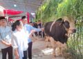 SIMBOLIS: Wali Kota Semarang Agustina Wilujeng Pramestuti menyerahkan sapi kurban kepada panitia di Balai Kota Semarang, Jumat, 6 Juni 2025. (Syahril Muadz/Lingkarjateng.id)
