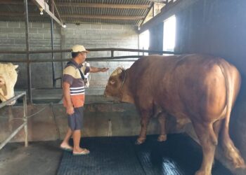 MERAWAT: Peternak merawat sapi kurban yang dipilih Presiden RI, Prabowo Subianto, untuk dikurbankan pada Hari Raya Idul Adha 2025. (Arvian Maulana/Lingkarjateng.id)