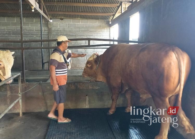 MERAWAT: Peternak merawat sapi kurban yang dipilih Presiden RI, Prabowo Subianto, untuk dikurbankan pada Hari Raya Idul Adha 2025. (Arvian Maulana/Lingkarjateng.id)