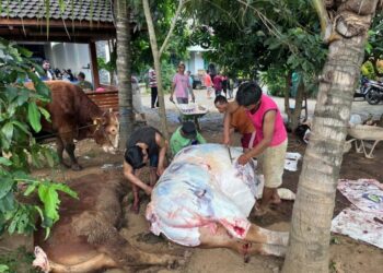 MENYEMBELIH: Panitia kurban memproses penyembelihan hewan kurban di Desa Bandungharjo, Kecamatan Donorojo, Kabupaten Jepara, Jumat, 6 Juni 2025. (Tomi Budianto/Lingkarjateng.id)