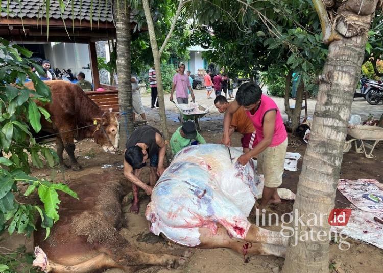 MENYEMBELIH: Panitia kurban memproses penyembelihan hewan kurban di Desa Bandungharjo, Kecamatan Donorojo, Kabupaten Jepara, Jumat, 6 Juni 2025. (Tomi Budianto/Lingkarjateng.id)