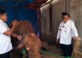 Bupati Pati, Sudewo, saat menyerahkan bantuan sapi kurban dari Presiden RI Prabowo Subinto di Desa Wateshaji, Kecamatan Pucakwangi, Kabupaten Pati, pada Rabu, 4 Juni 2025. (Mutia Parasti/Lingkarjateng.id)