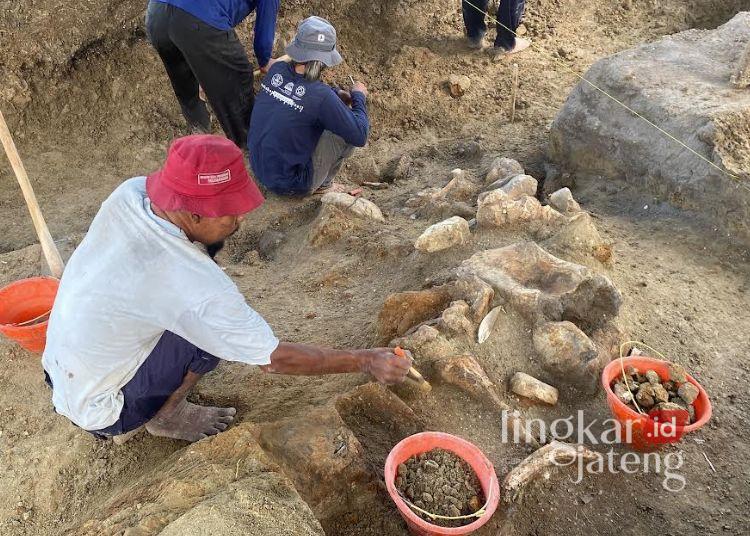 MENGGALI: Warga menggali temuan fosil gajah purba di Kawasan Patiayam Kudus pada Kamis, 12 Juni 2025. (Fahtur Rohman/Lingkarjateng.id)