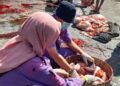 Pemeriksaan hewan kurban oleh para tenaga Dinas Pertanian dan Pangan Kabupaten Kendal. (Arvian Maulana/Lingkarjateng.id)