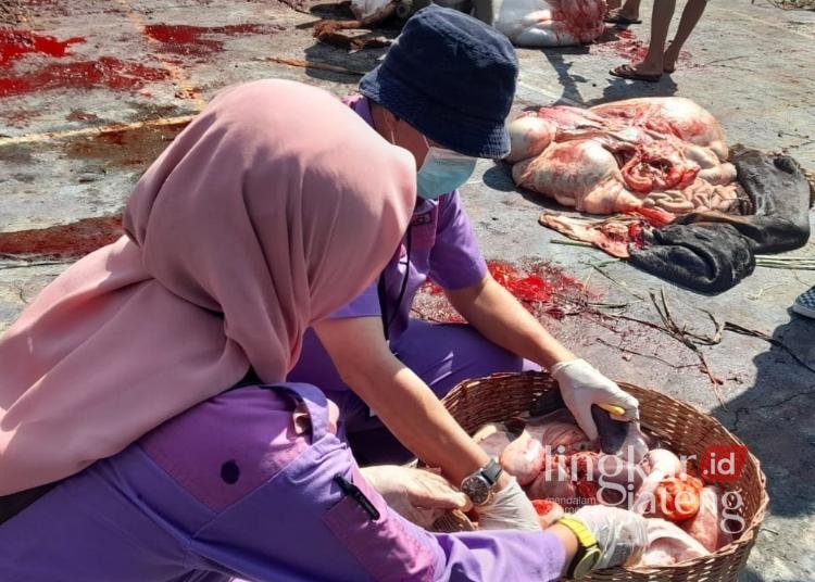 Pemeriksaan hewan kurban oleh para tenaga Dinas Pertanian dan Pangan Kabupaten Kendal. (Arvian Maulana/Lingkarjateng.id)