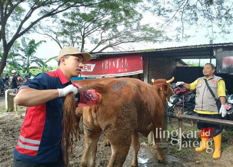 Pati Jadi Daerah Penyuplai Hewan Kurban di Jakarta dan Jabar 25 MEMERIKSA: Dinas Pertanian dan Peternakan Kabupaten Pati memeriksa kesehatan hewan di Pasar Hewan Margorejo, Pati baru-baru ini. (Setyo Nugroho/Lingkarjateng.id)