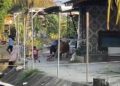 Sapi kurban lepas di Pekalongan mengakibatkan sejumlah anak mengalami luka. (Tangkapan video warga)