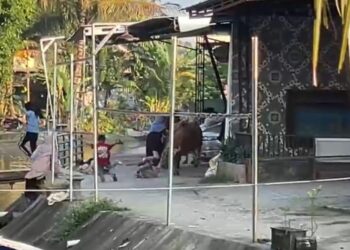 Sapi kurban lepas di Pekalongan mengakibatkan sejumlah anak mengalami luka. (Tangkapan video warga)