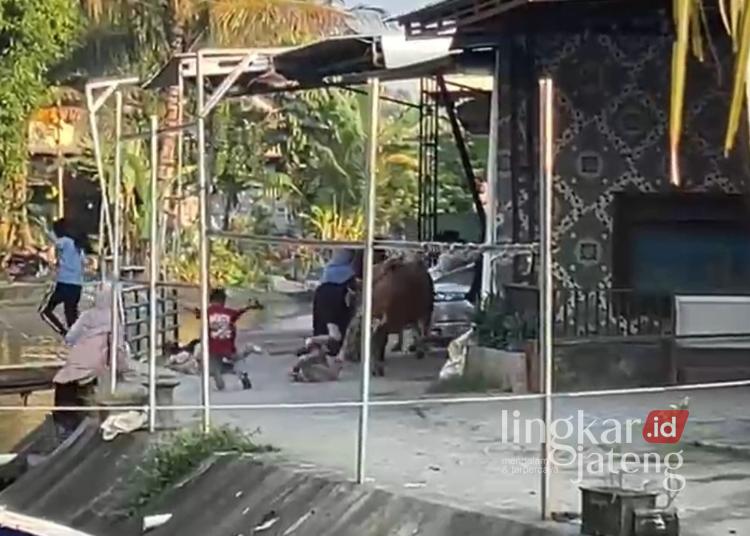 Sapi kurban lepas di Pekalongan mengakibatkan sejumlah anak mengalami luka. (Tangkapan video warga)