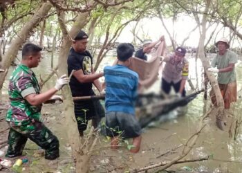 Tim gabungan bersama warga mengevakuasi mayat perempuan di hutan mangrove Desa Keboromo, Kecamatan Tayu, Kabupaten Pati, pada Jumat, 13 Juni 2025. (Dok. Polresta Pati/Lingkarjateng.id)
