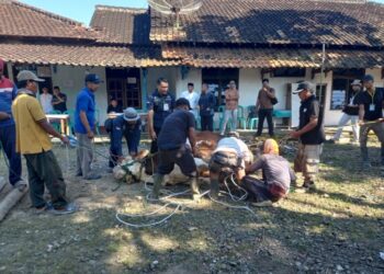 Proses penyembelihan Bulki sapi dari Presiden RI, Sabtu, 07 Juni 2025. (Muhammad Faalih/Lingkarjateng.id)