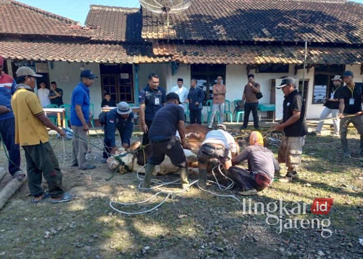 Proses penyembelihan Bulki sapi dari Presiden RI, Sabtu, 07 Juni 2025. (Muhammad Faalih/Lingkarjateng.id)