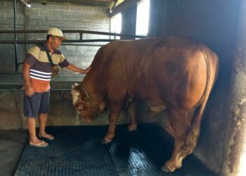 Anang, peternak sapi di Desa Tanjungmojo, Kecamatan Kangkung, Kabupaten Kendal, sedang mengecek sapi yang dipilih oleh Presiden RI Prabowo Subianto untuk dikurbankan di Masjid Al-Muttaqin Kaliwungu, Kendal, Rabu, 4 Juni 2025. (Arvian Maulana/Lingkarjateng.id)