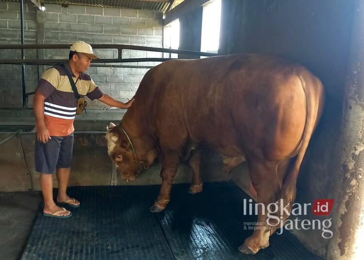 Presiden Prabowo Kurban Sapi Harga Rp 100 Juta di Kendal, Disembelih di Mana? 25 Anang, peternak sapi di Desa Tanjungmojo, Kecamatan Kangkung, Kabupaten Kendal, sedang mengecek sapi yang dipilih oleh Presiden RI Prabowo Subianto untuk dikurbankan di Masjid Al-Muttaqin Kaliwungu, Kendal, Rabu, 4 Juni 2025. (Arvian Maulana/Lingkarjateng.id)