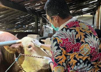 Tim dari Dinas Peternakan dan Perikanan Kabupaten Grobogan saat melakukan pemeriksaan kesehatan pada hewan kurban. (Ahmad Abror/Lingkarjateng.id)