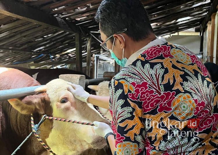 Disnakkan Grobogan Kerahkan Tim ke Tiap Kecamatan untuk Cek Kesehatan Hewan Kurban 25 Tim dari Dinas Peternakan dan Perikanan Kabupaten Grobogan saat melakukan pemeriksaan kesehatan pada hewan kurban. (Ahmad Abror/Lingkarjateng.id)