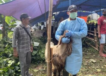 Petugas Kesehatan Hewan dan Masyarakat Veteriner Dispertanikap Kabupaten Semarang saat memeriksa dan mengecek kondisi kesehatan hewan ternak di lapak pedagang musiman di Ungaran, Kabupaten Semarang, Rabu, 4 Juni 2025. (Hesty Imaniar/Lingkarjateng.id)