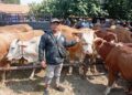 Misman menunjukkan sapi jualannya di Pasar Hewan Kajen, Desa Kebonagung, Kecamatan Kajen, Kabupaten Pekalongan, Rabu, 4 Juni 2025. (Fahri Akbar/Lingkarjateng.id)