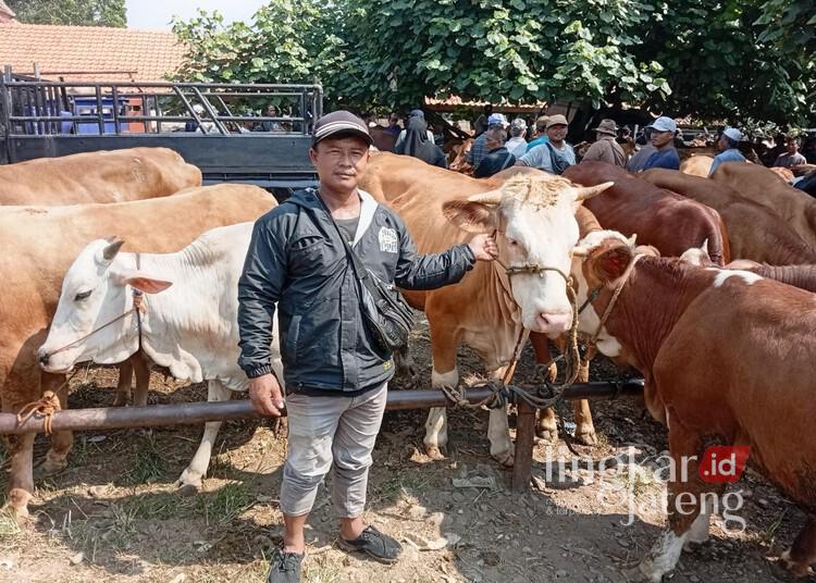 Misman menunjukkan sapi jualannya di Pasar Hewan Kajen, Desa Kebonagung, Kecamatan Kajen, Kabupaten Pekalongan, Rabu, 4 Juni 2025. (Fahri Akbar/Lingkarjateng.id)