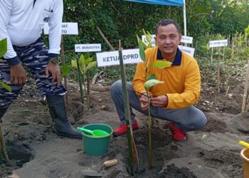Wakil Ketua (Waka) DPRD Kabupaten Pekalongan, Sumar Rosul, saat ikut menanam mangrove di Pantai Wonokerto pada Kamis, 5 Juni 2025. (Fahri Akbar/Lingkarjateng.id)