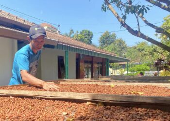 Pemilik Kopi Zayna sedang menjemur biji kopi dari Lereng Gunung Muria di rumahnya di Desa Colo, Kecamatan Dawe, Kabupaten Kudus, Minggu, 15 Juni 2025. (Nisa Hafizhotus S./Lingkarjateng.id)