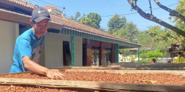 Pemilik Kopi Zayna sedang menjemur biji kopi dari Lereng Gunung Muria di rumahnya di Desa Colo, Kecamatan Dawe, Kabupaten Kudus, Minggu, 15 Juni 2025. (Nisa Hafizhotus S./Lingkarjateng.id)