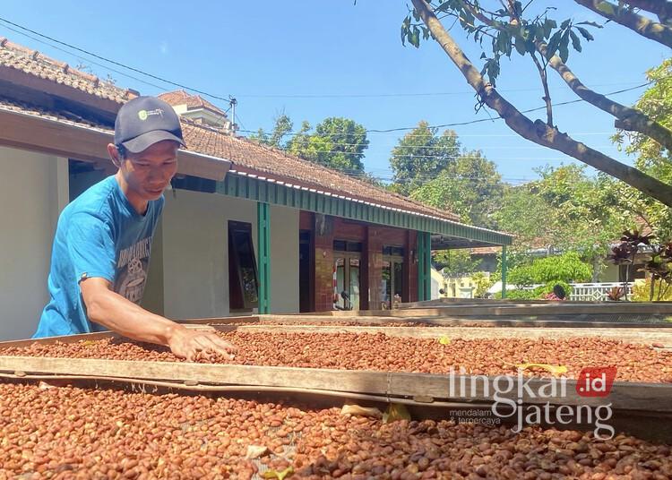 Nikmatnya Kopi Zayna, Sajikan Cita Rasa Unik dari Lereng Muria Kudus 25 Pemilik Kopi Zayna sedang menjemur biji kopi dari Lereng Gunung Muria di rumahnya di Desa Colo, Kecamatan Dawe, Kabupaten Kudus, Minggu, 15 Juni 2025. (Nisa Hafizhotus S./Lingkarjateng.id)