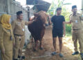 Penyerahan sapi kurban untuk masyarakat Demak, Selasa, 3 Juni 2025. (Burhan/Lingkarjateng.id)