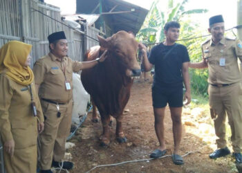 Penyerahan sapi kurban untuk masyarakat Demak, Selasa, 3 Juni 2025. (Burhan/Lingkarjateng.id)