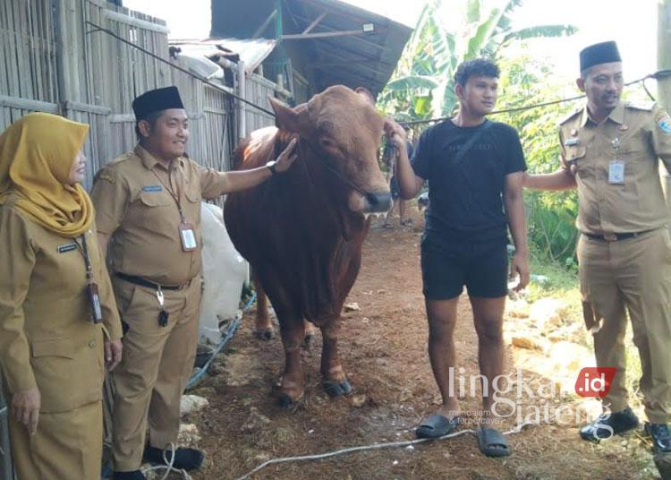 Sapi Kurban Prabowo di Demak, Harga Rp 85 Juta dengan Bobot Hampir 1 Ton 25 Penyerahan sapi kurban untuk masyarakat Demak, Selasa, 3 Juni 2025. (Burhan/Lingkarjateng.id)