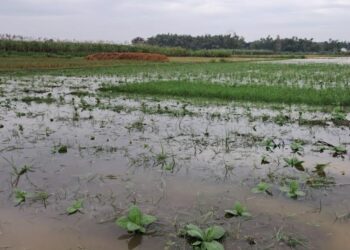 Kondisi lahan pertanian tembakau di Desa Kebonturi, Kecamatan Jaken, Kabupaten Pati akhir Mei 2025. (Setyo Nugroho/Lingkarjateng.id)