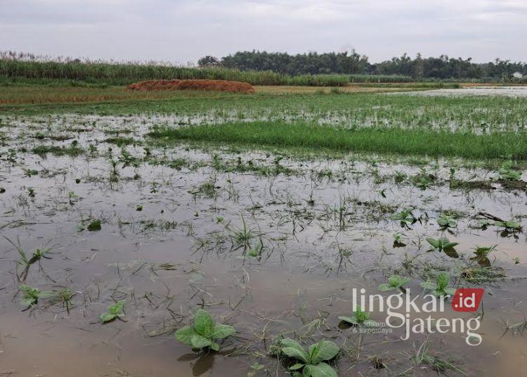 Kondisi lahan pertanian tembakau di Desa Kebonturi, Kecamatan Jaken, Kabupaten Pati akhir Mei 2025. (Setyo Nugroho/Lingkarjateng.id)