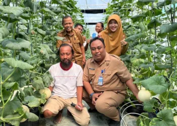 Grobogan Krisis Petani Muda, Dispertan Tarik Minat Pemuda Bertani di Greenhouse 31 KUNJUNGAN KERJA: Tim Dispertan yang dipimpin Plt Kepala Dinas Pertanian Kabupaten Grobogan, Kukuh Prasetyo, melakukan kunjungan ke salah satu greenhouse melon premium. (Dispertan Grobogan/Lingkarjateng.id)