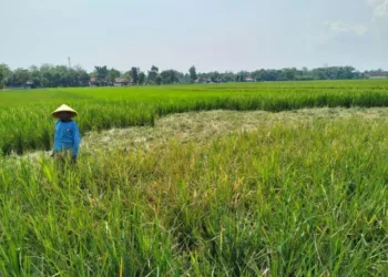Petani di Pekalongan Merugi: Sawah Diserang Tikus dan Biaya Irigasi Mahal 32 POTRET: Seorang petani di Desa Randumuktiwaren, Kecamatan Bojong Tengah, Kabupaten Pekalongan membabat lahan padinya lantaran diserang tikus, Kamis, 10 Juli 2025. (Fahri Alakbar/Lingkarjateng.id)